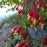 Columbine, Wild Columbine