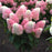 Hydrangea, Love-A-Lot™ Pink Hydrangea