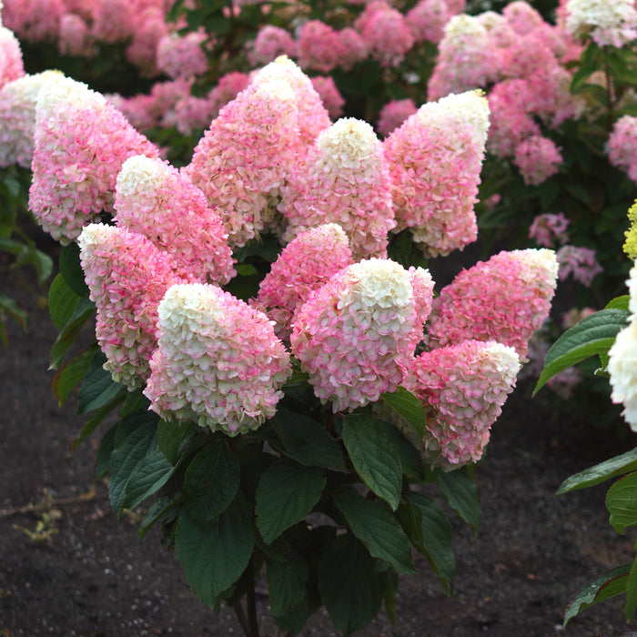 Hydrangea, Love-A-Lot™ Pink Hydrangea