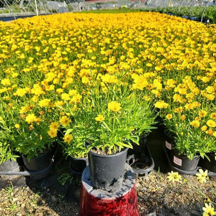 Tickseed, Lil' Bang™ Goldilocks Tickseed