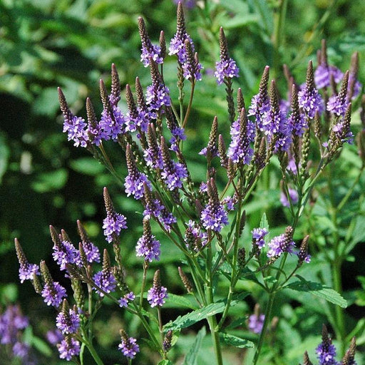 Verbena, Blue Vervain