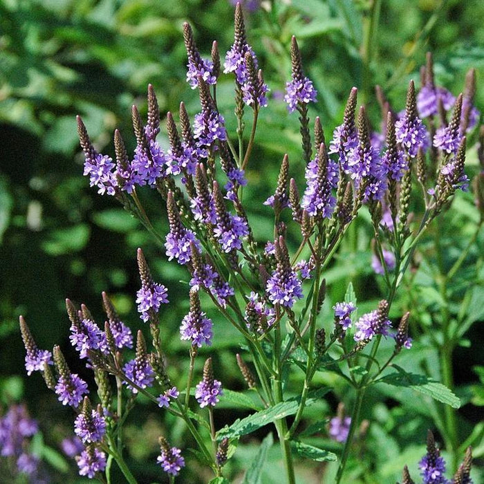 Verbena, Blue Vervain