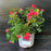 Rose, Coral Drift® Rose
