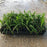Grass, Big Blue Lily Turf