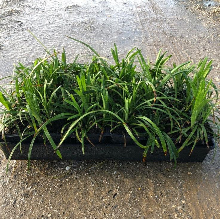 Grass, Big Blue Lily Turf