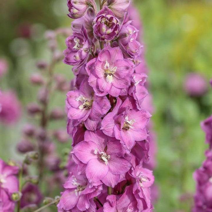 Delphinium, Delgenius™ Chantay Delphinium