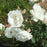 Rose, Iceberg Rose