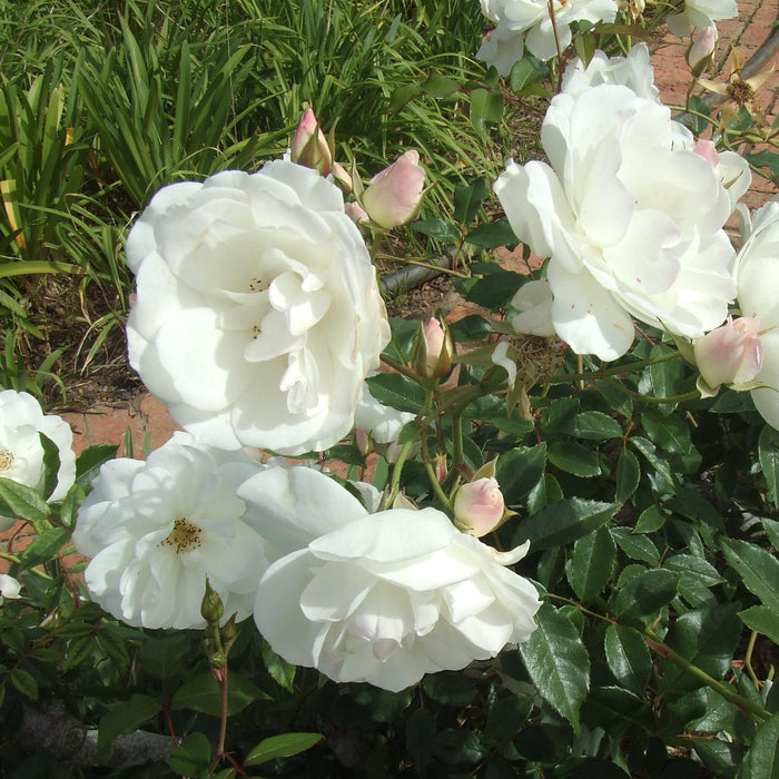 Rose, Iceberg Rose