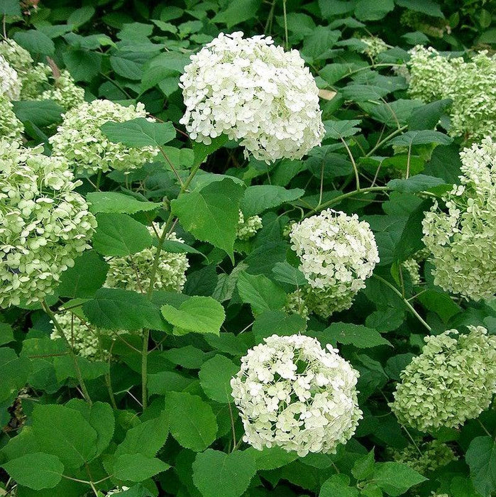 Hydrangea, Annabelle Mophead Hydrangea