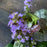 Bugle Weed, Black Scallop Bugle Weed