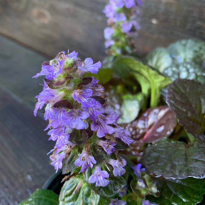 Bugle Weed, Black Scallop Bugle Weed