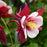 Columbine, Earlybird™ Red White Columbine