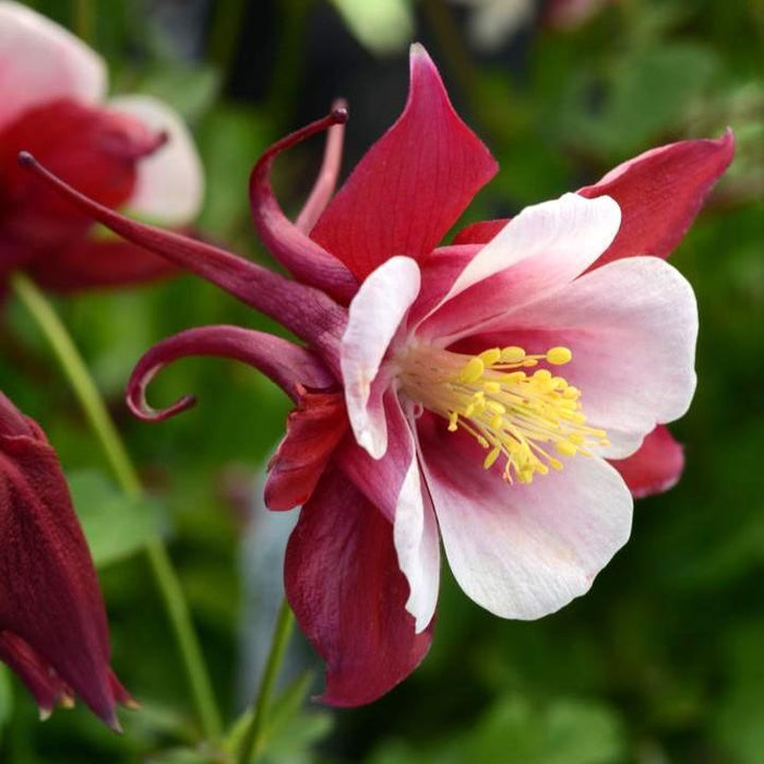 Columbine, Earlybird™ Red White Columbine