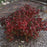 Viburnum, Sugar N' Spice™ Korean Spice Viburnum