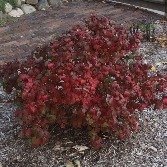 Viburnum, Sugar N' Spice™ Korean Spice Viburnum
