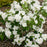 Philadelphus 'Snow White Fantasy'  - First Editions® Snow White™ Mockorange