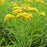 Goldenrod, Grass-leaved Goldenrod