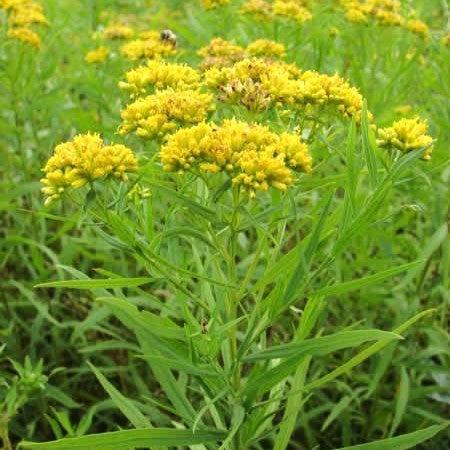 Goldenrod, Grass-leaved Goldenrod