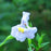 Monkey Flower, Allegheny Monkey Flower