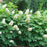 Hydrangea, PW® Gatsby Glow Ball® Hydrangea