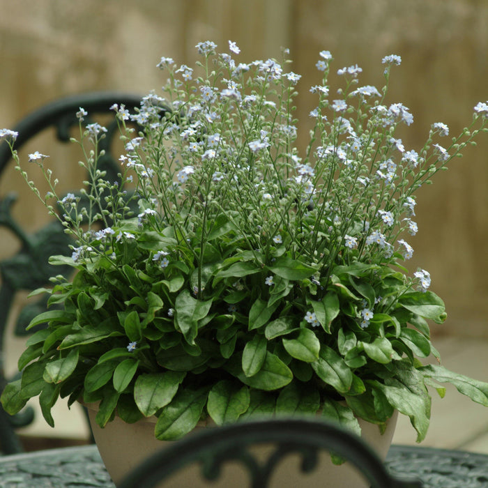 Myosotis sylvatica 'Mon Amie Blue'  - Mon Amie Blue Forget-Me-Not