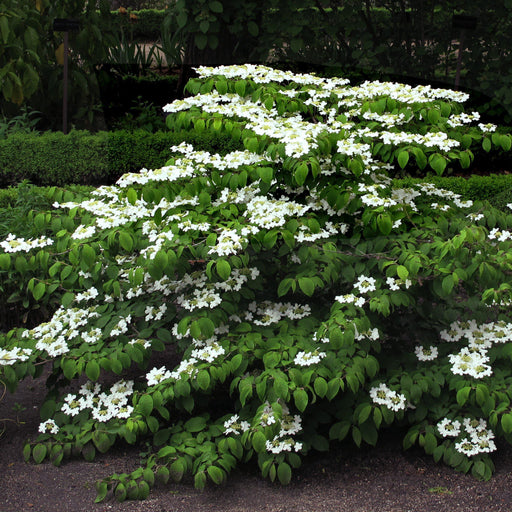 Viburnum, Mariesii Viburnum