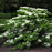 Viburnum, Mariesii Viburnum