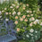 Rosa 'Ausbrass'  - The Lady Gardener® Rose