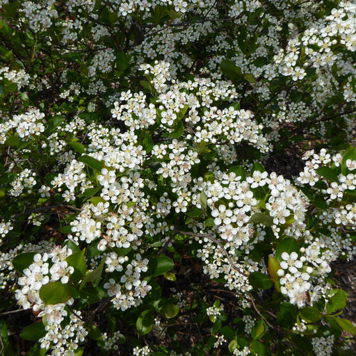 Chokeberry, Iroquois Beauty™ Black Chokeberry