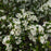 Chokeberry, Iroquois Beauty™ Black Chokeberry