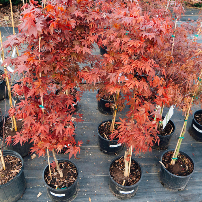 Maple, Tamukeyama Japanese Maple