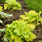 Coral Bells, Primo® Pistachio Ambrosia Heuchera