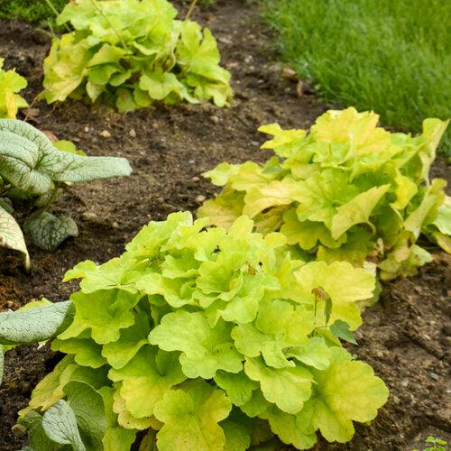 Coral Bells, Primo® Pistachio Ambrosia Heuchera