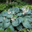 Hosta, Elegans Hosta