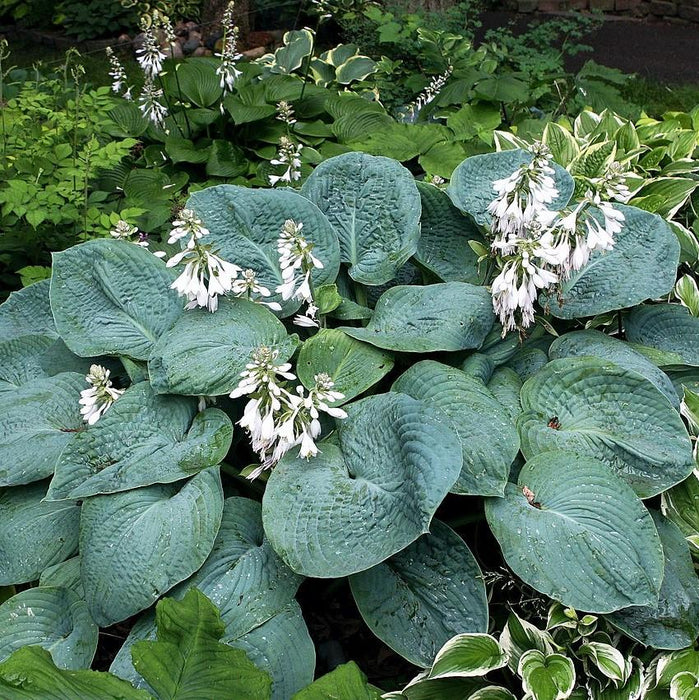 Hosta, Elegans Hosta