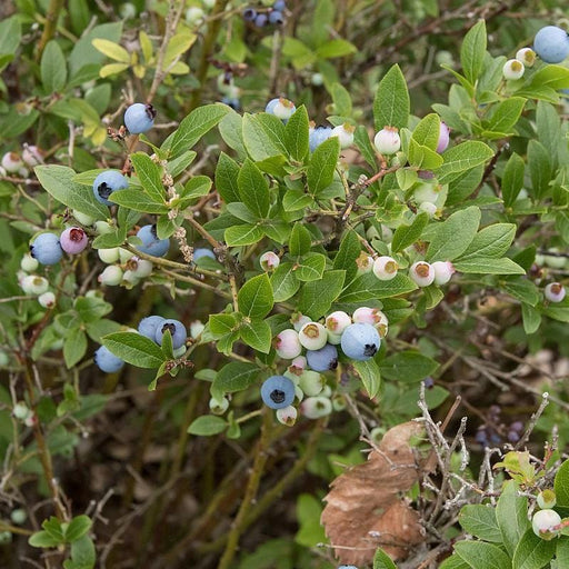 Blueberry, Lowbush Blueberry