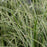 Sedge, Ice Dance Sedge