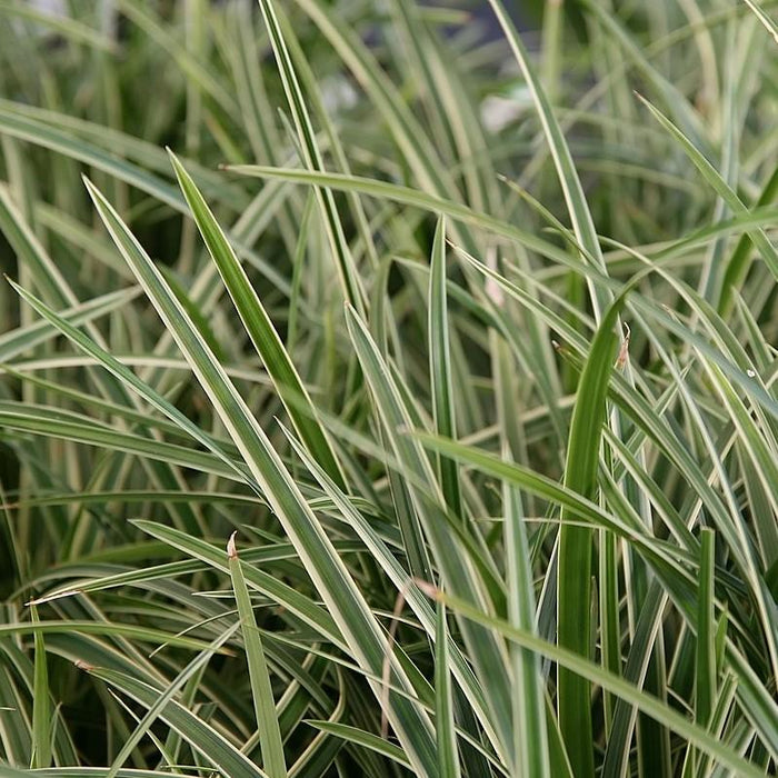 Sedge, Ice Dance Sedge