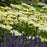 Shasta Daisy, PW® Amazing Daisies® Banana Cream II Shasta Daisy