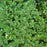Boxwood, Green Velvet Boxwood
