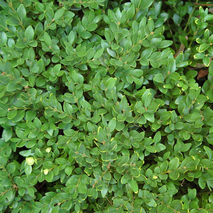 Boxwood, Green Velvet Boxwood