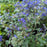 Bluebeard, Beyond Midnight® Bluebeard