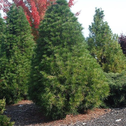 Pine, Wintergreen Umbrella Pine