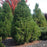 Pine, Wintergreen Umbrella Pine