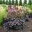 Astilbe, Dark Side of the Moon Astilbe