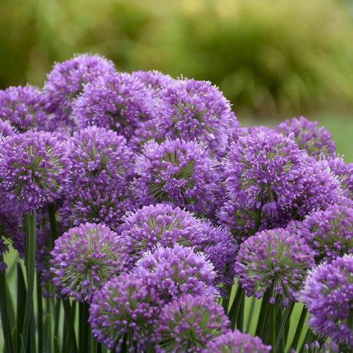 Allium, Serendipity Ornamental Onion