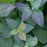Spirea, Double Play® Blue Kazoo Spirea