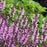 Salvia, Color Spires® Pink Dawn Salvia