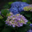 Hydrangea, Let's Dance® Rhythmic Blue® Macrophylla Hydrangea