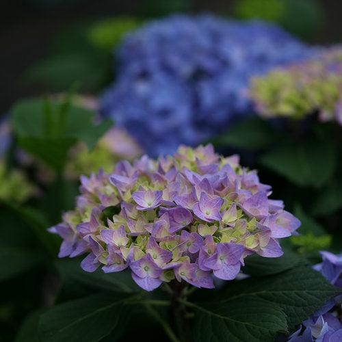 Hydrangea, Let's Dance® Rhythmic Blue® Macrophylla Hydrangea